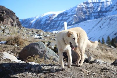 Full length of dog at mountain