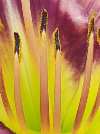 Close-up of succulent plant