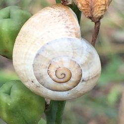 Close-up of snail