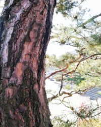 Close-up of tree trunk against sky