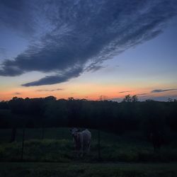 Horses grazing on field