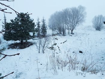 Trees on snow covered field against sky