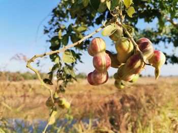 Close-up of fruits growing on tree