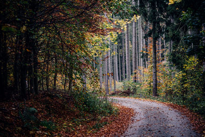 Road amidst trees in forest during autumn