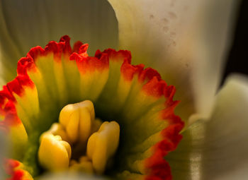 Close-up of red flowers