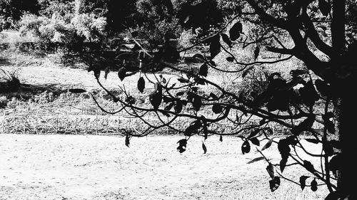 Close-up of tree against sky