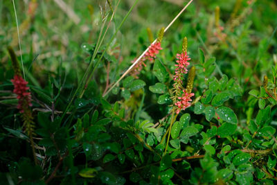 Close-up of red flowering plant on field