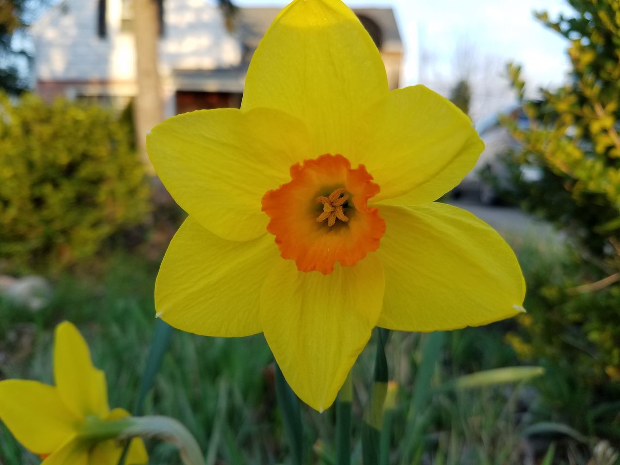 CLOSE-UP OF YELLOW FLOWER