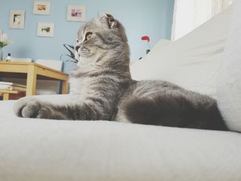 Close-up of cat resting on sofa at home