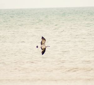 View of bird swimming in sea