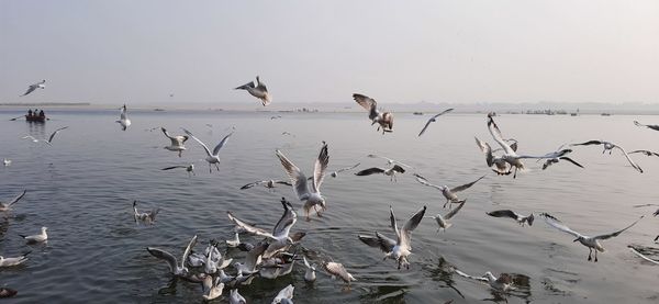 Seagulls flying over river ganges against sky