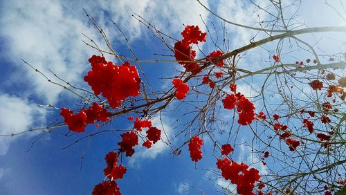 Low angle view of trees against sky