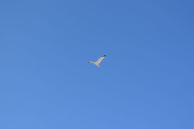 Low angle view of bird flying against clear blue sky