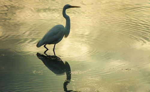 Duck on lake