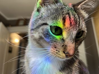 Close-up of cat with prism rainbow lighting 