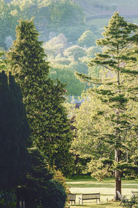 Scenic view of forest