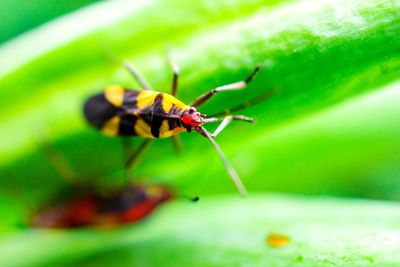 Close-up of insect on grass