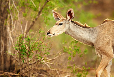 animal