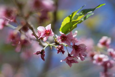 Close-up of cherry blossom