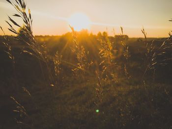 Scenic view of field against sky at sunset