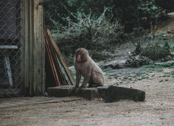 Monkey sitting on land