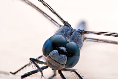 Close-up of insect