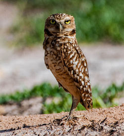 Close-up portrait of owl on land