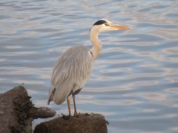 Gray heron perching on lake