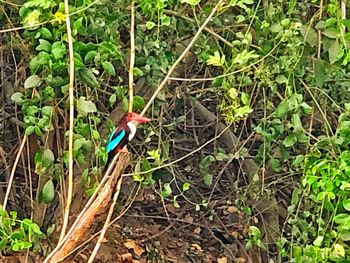 Bird perching on a plant
