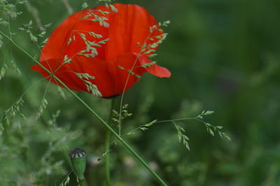 Close-up of red rose flower