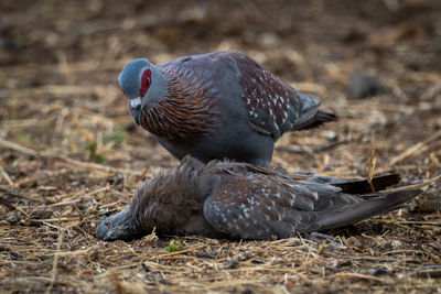 Speckled pigeon inspects another dead on ground