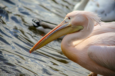 Close-up of pelican in lake