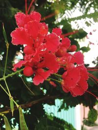 Close-up of red flowering plant