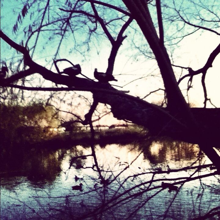 bare tree, branch, tree, water, lake, tranquility, reflection, nature, tranquil scene, scenics, silhouette, tree trunk, sky, beauty in nature, river, clear sky, lakeshore, no people, outdoors, day