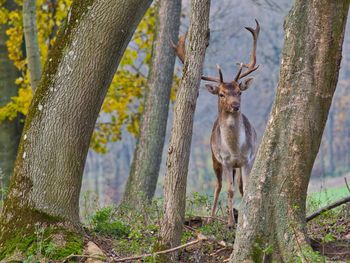 View of deer on tree trunk