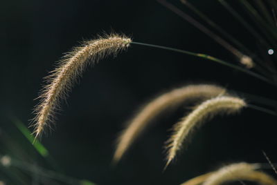 Close-up of plant