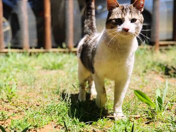 Portrait of a cat