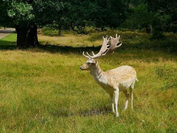 Deer in a field