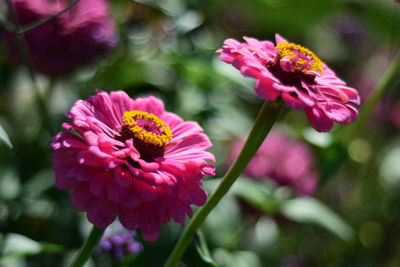 Close-up of pink cosmos flower in park