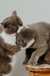 Close-up of cat against white background