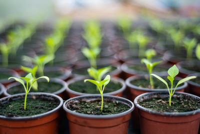 Close-up of potted plants