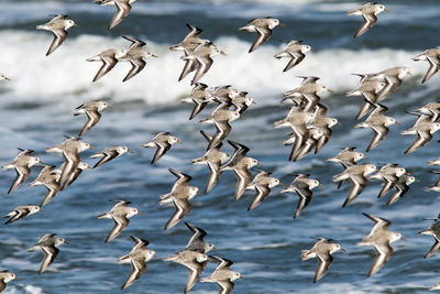 Flock of seagulls flying over sea