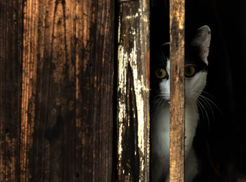 Close-up of cat looking through wood