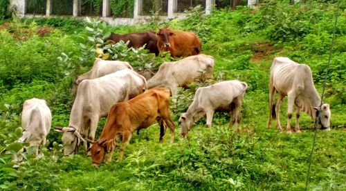 Cows grazing on field