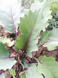 Close-up of leaves