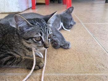 Close-up of a cat looking away