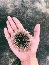 High angle view of hand holding leaf