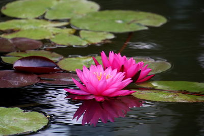 Pink lotus water lily in pond