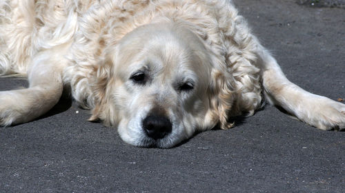 Close-up portrait of a dog