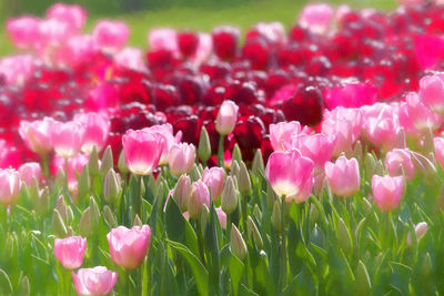 Close-up of tulips growing on field